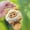 D, variant on Squeaky Cat Plush Keychain - Cute Stuffed Animal Hanging Charm for Bag and Keys, Soft Kitty Toy with Sound for Machine – One Size (2.8 x 1.6 x 4.7 Inches)