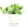 thumbnail image 2 of Pothos N'joy (8"+ Grower Pot) - Live Healthy Houseplant - Best Houseplant with Air-purifying - Easy to Care Houseplant - Unique Indoor Plant for Decoration, 2 of 6