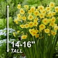 Garden State Bulb Narcissus Tazetta Cornish Dawn Daffodil Flower Bulbs