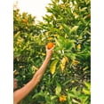 thumbnail image 5 of Tropicana Pineapple Peach Mango 10oz, 5 of 5