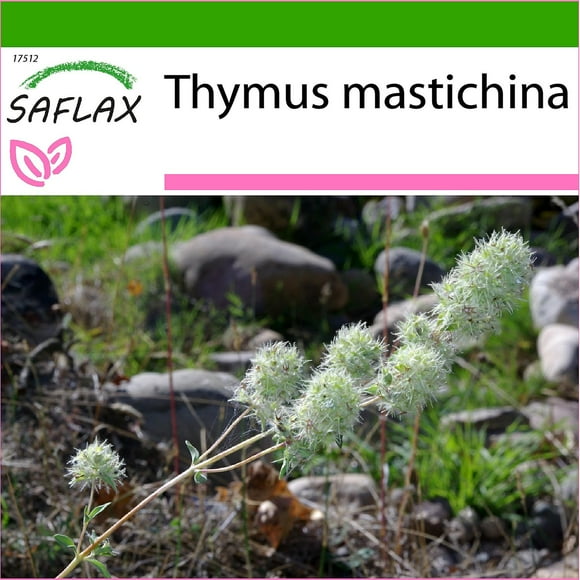 Saflax - 250 seeds - With soil - Mastic Thyme - Resinous Thyme - Timo mastichina - Tomillo blanco - Spanish Majoran--