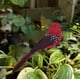 thumbnail image 2 of Adornos Simulados de Estilo para Decoración de Jardines Exteriores, 2 of 6