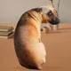 thumbnail image 4 of Cojín de perro realista CUTICAT 50cm, 4 of 8