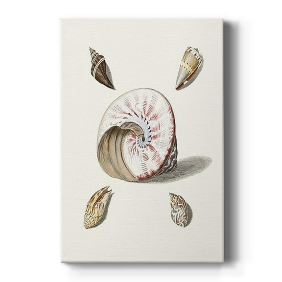 Pastel Knorr Shells II Premium Gallery Wrapped Canvas - Ready to Hang
