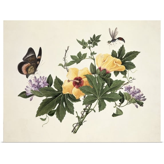 Great BIG Canvas | Rolled Poster Print entitled Hibiscus and Butterfly