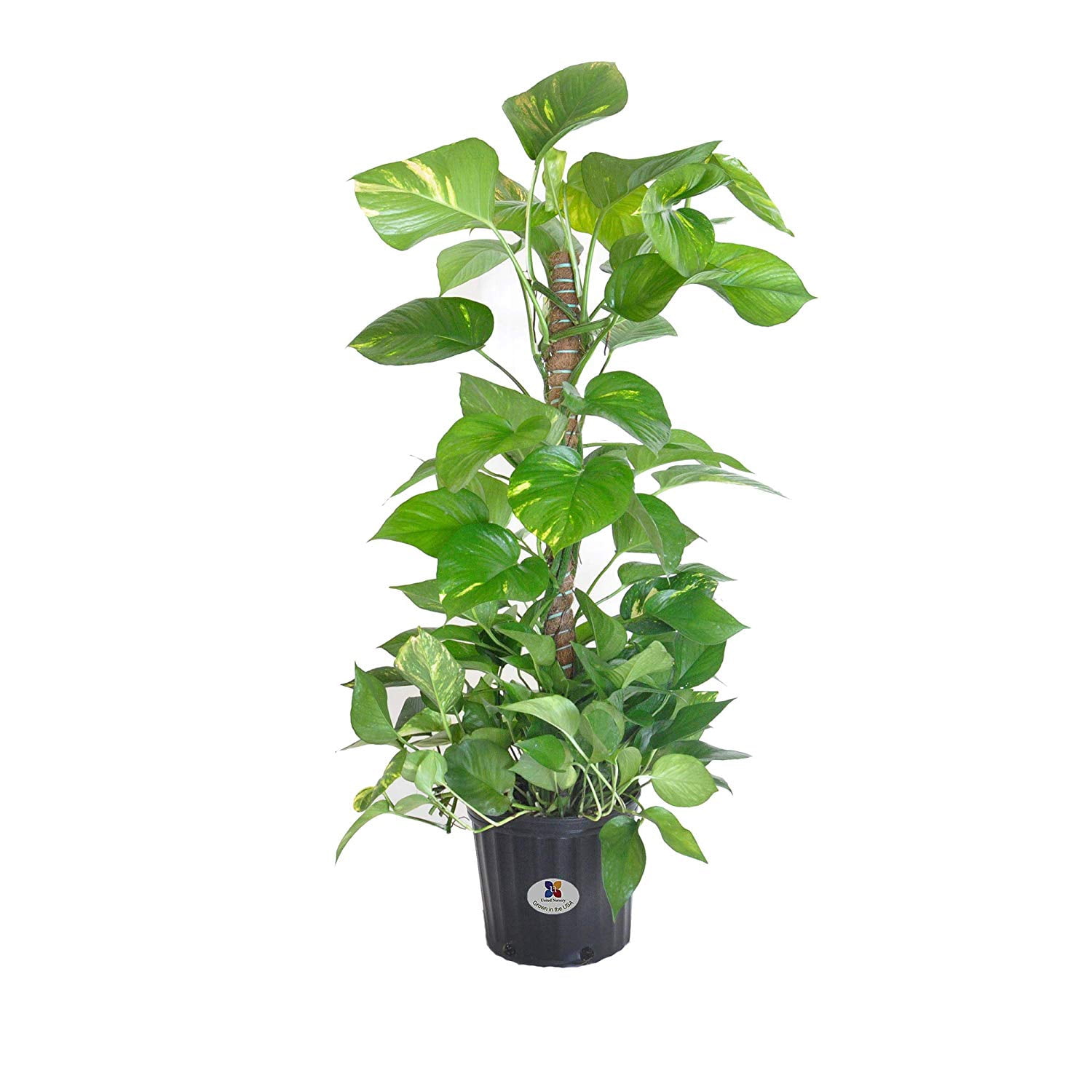Golden Pothos Totem Plant, Live Indoor Houseplant from United Nursery, 34in Tall, Ships in 9.25in Pot, Easy Care Trailing Aroid, Air Purifying Tropical Plant, Bright Indirect Light, Home Decor