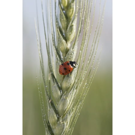 Close up of a ladybug (coccinellidae) on the head of green wheat with dew dropsAlberta canada PosterPrint