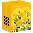 thumbnail image 1 of Yellow Daffodil Bulbs - 15 Pack, 1 of 1
