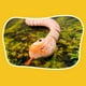 thumbnail image 3 of Juguete de serpiente con control remoto HUOGUO, realista, de movimiento rápido, 3 of 4