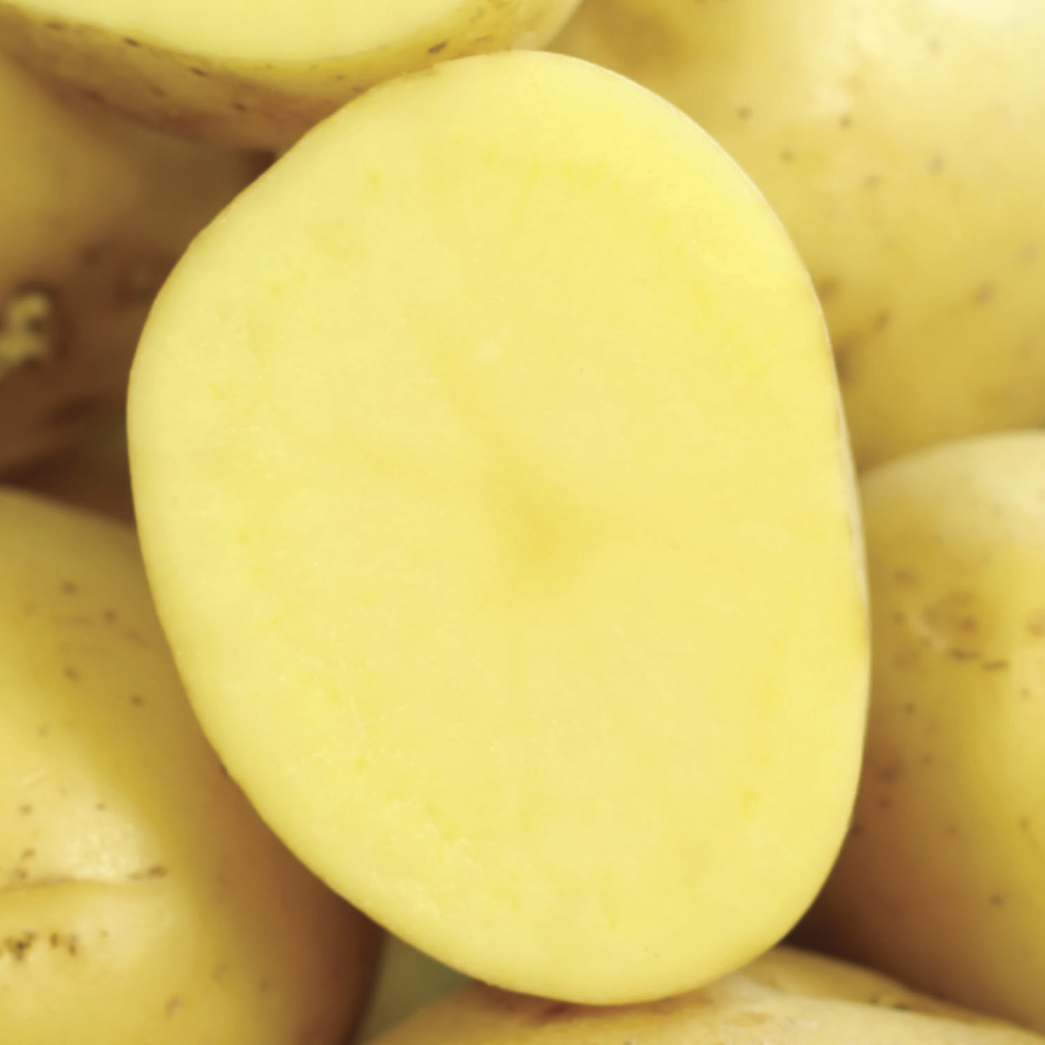 Van Zyverden Potatoes Yukon Gold Set of 12 Bulbs Pink Full Sun