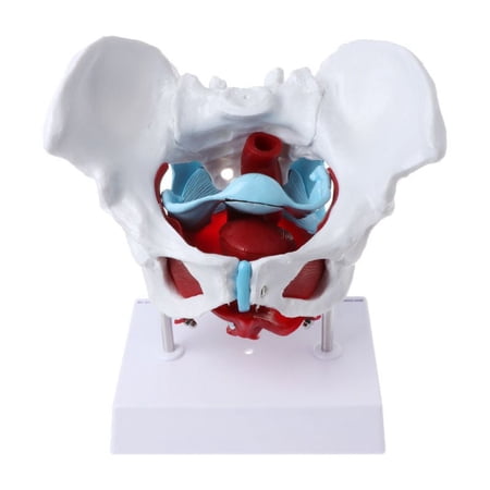 Techinal Female Pelvis Pelvic Floor Muscle Model Uterus Ovary Muscle Teaching Resources Educational Supplies Removable price history on PriceWatchPro