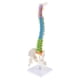 thumbnail image 5 of vertebral flexible de tamaño natural con modelo de pelvis | Las regiones coloreadas indican las regiones cervical, torácica y | con sop, 5 of 9