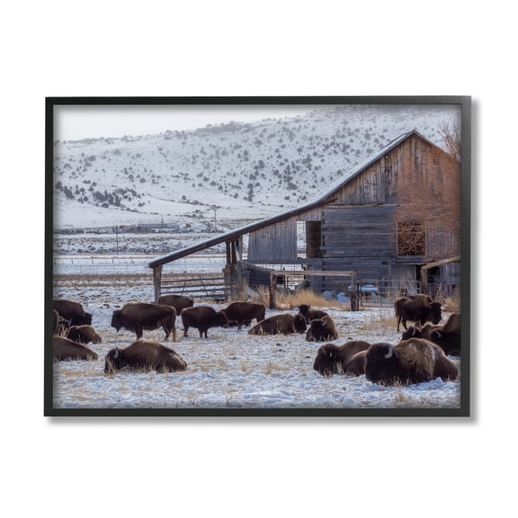 Stupell Industries Grazing Rural Bison Snowy Farmland Barn Scenery Photograph Black Framed Art Print Wall Art, Design by Jeff Poe Photography