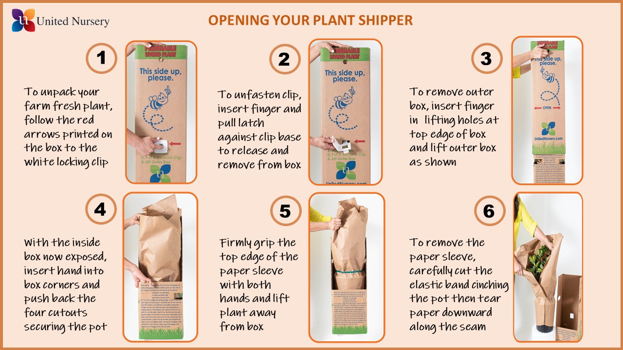 United Nursery Live Sansevieria Zeylanica Indoor Houseplant 2-Pack 14-16-inches Tall 6in. Grower Pot