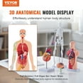 thumbnail image 2 of VEVOR Human Anatomy Models Bundle Set, Brain, Human Torso Body, Heart, Skeleton Model Set of 4, Hands-on 3D Model Study Tools Teaching Models, 2 of 9