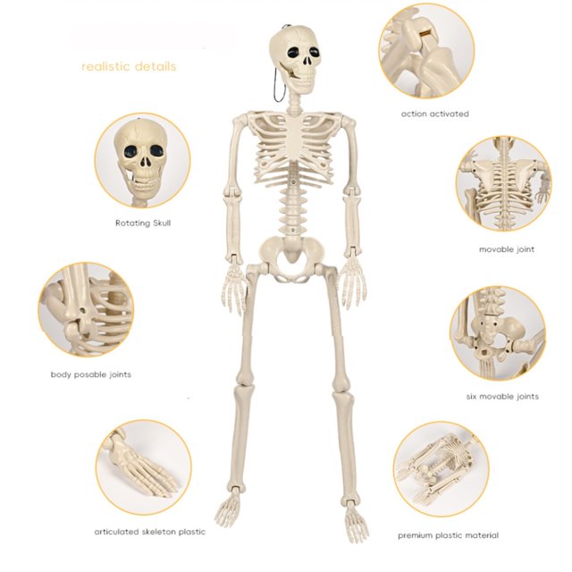 RKSTN Skeletons Halloween Decorations Halloween Plastic Skeleton Skeleton Active Joint Model Teaching Aid Can Be Hung and Set up for Setting up Escape Rooms Halloween Decorations Outdoor
