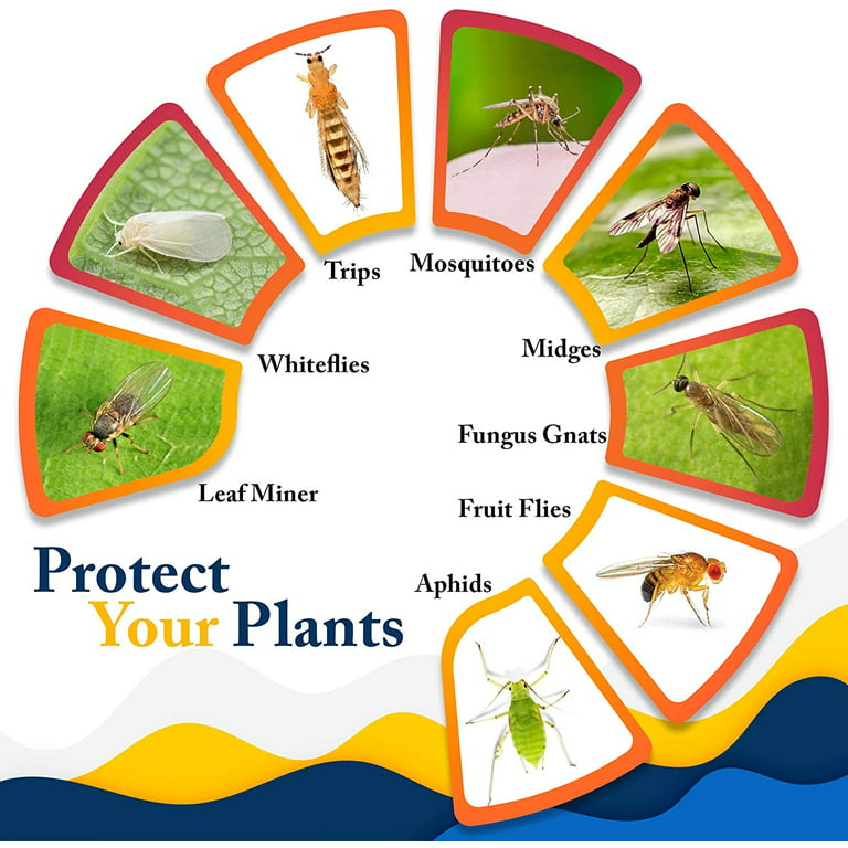 Best Natural Gnat Deterrents: Natural Gnat Traps & Prevention