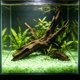 thumbnail image 5 of Pequeñas piedras romboidales que brillan en la oscuridad para sustrato de jardín y acuario: piedras fluorescentes luminosas para decoración nocturna, paisajismo acuático y detalles de caminos., 5 of 6