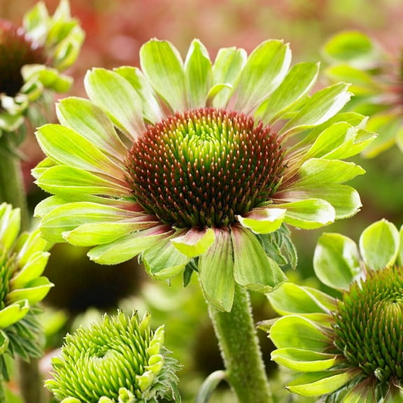 Green Twister Coneflower Flower Root - Perennial - Live Bulbs Ready to Plant - Attracts Butterflies and Hummingbirds - Good as Cut Flowers - Deer Resistant