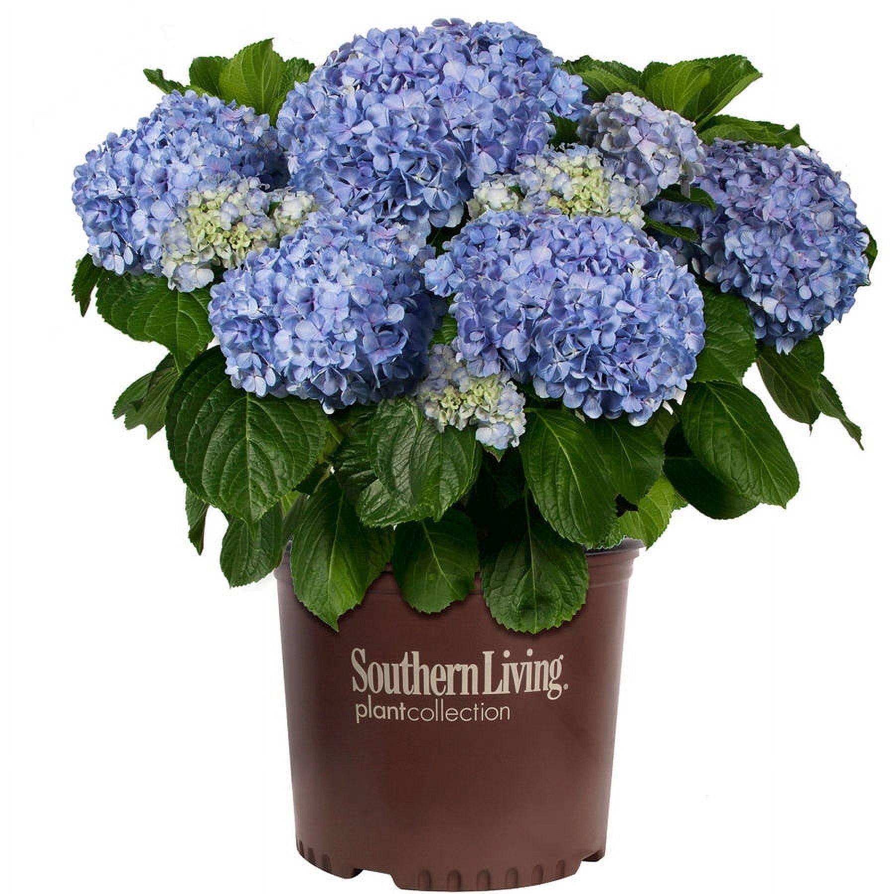 Southern Living Big Daddy Hydrangea Live Shrub in 3-Gallon Grower Pot