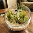 thumbnail image 4 of WGV Clear Slant Cut Bowl Glass Vase/Glass Terrarium, 8-Inch x 2.7-Inch, 4 of 8