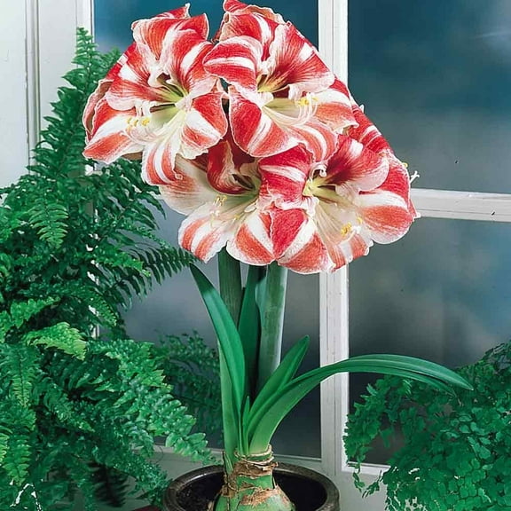 Daylily Nursery Clown Amaryllis Single Blooming Plant Bulbs