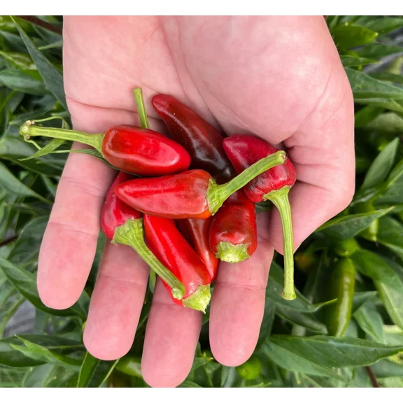 Calabrian piccante a Mazzetti Italian Picante