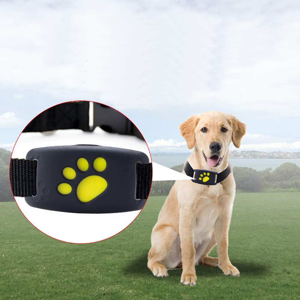 How Much Does It Cost To Put A Gps Chip In A Dog