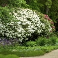 thumbnail image 6 of National Plant Network 4 in. Azalea FlorAmore White (3-Pack), 6 of 10