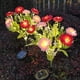 thumbnail image 2 of Advancent 2 luces solares decorativas ABS para exteriores, para jardín, con flores solares Decoración del hogar B, 2 of 6