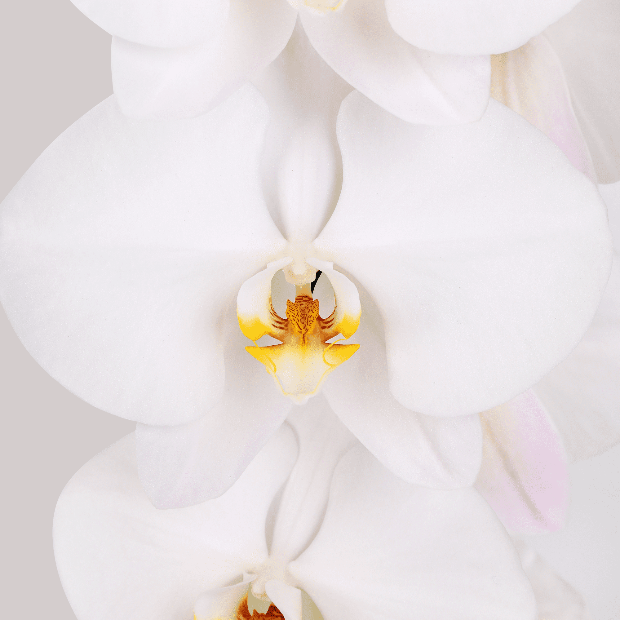 Green Circle Growers 5" White Waterfall Orchid Live Plant in White Planter – Mother’s Day Gift Flowering Plant