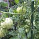 thumbnail image 3 of Esgrima Para Plantas De Jardín, Red De Protección Contra Pájaros Para El Jardín Del Hogar Minnieouse HA042524-01, 3 of 6