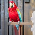 thumbnail image 4 of CIMAXIC Pine Parrot Standing Rack for Pet Use High Quality Synthetic Material Multi Color 1Pc,8.66"X8.66"X3.15", 4 of 4