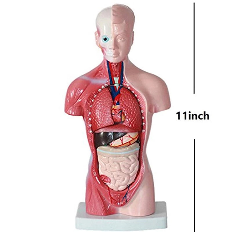 Unisex Human Torso Body Anatomy Anatomical Model Internal Organs Skeleton Sy MW 