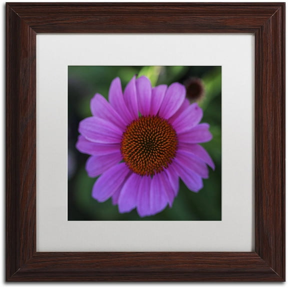 Trademark Fine Art "Purple Coneflower" Canvas Art by Kurt Shaffer, White Matte, Wood Frame