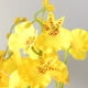 thumbnail image 3 of Nvzi 12 flores artificiales de tacto real para decoración del hogar, oficina, boda, arreglo floral (morado, 99 cm de largo), 3 of 5