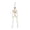 A003- White, variant on 16 Inch Posable Halloween Skeleton Decorations Hanging Spooky Skeleton Decor for Indoor Outdoor Halloween Party Front Porch Window Home Display 1 Pack
