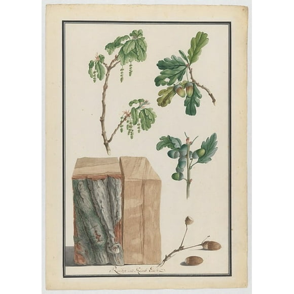Studies of the blossoms, fruits and trunk of an English oak (Quercus robur) Poster Print by Ludwig Pfleger (German, 1720 �1793) (18 x 24)