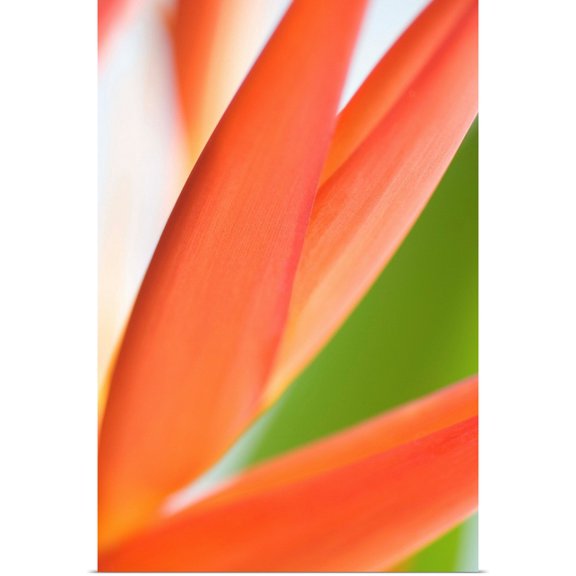 Great BIG Canvas | Rolled Mary Van de Ven Poster Print entitled Close-Up View Of Heliconia