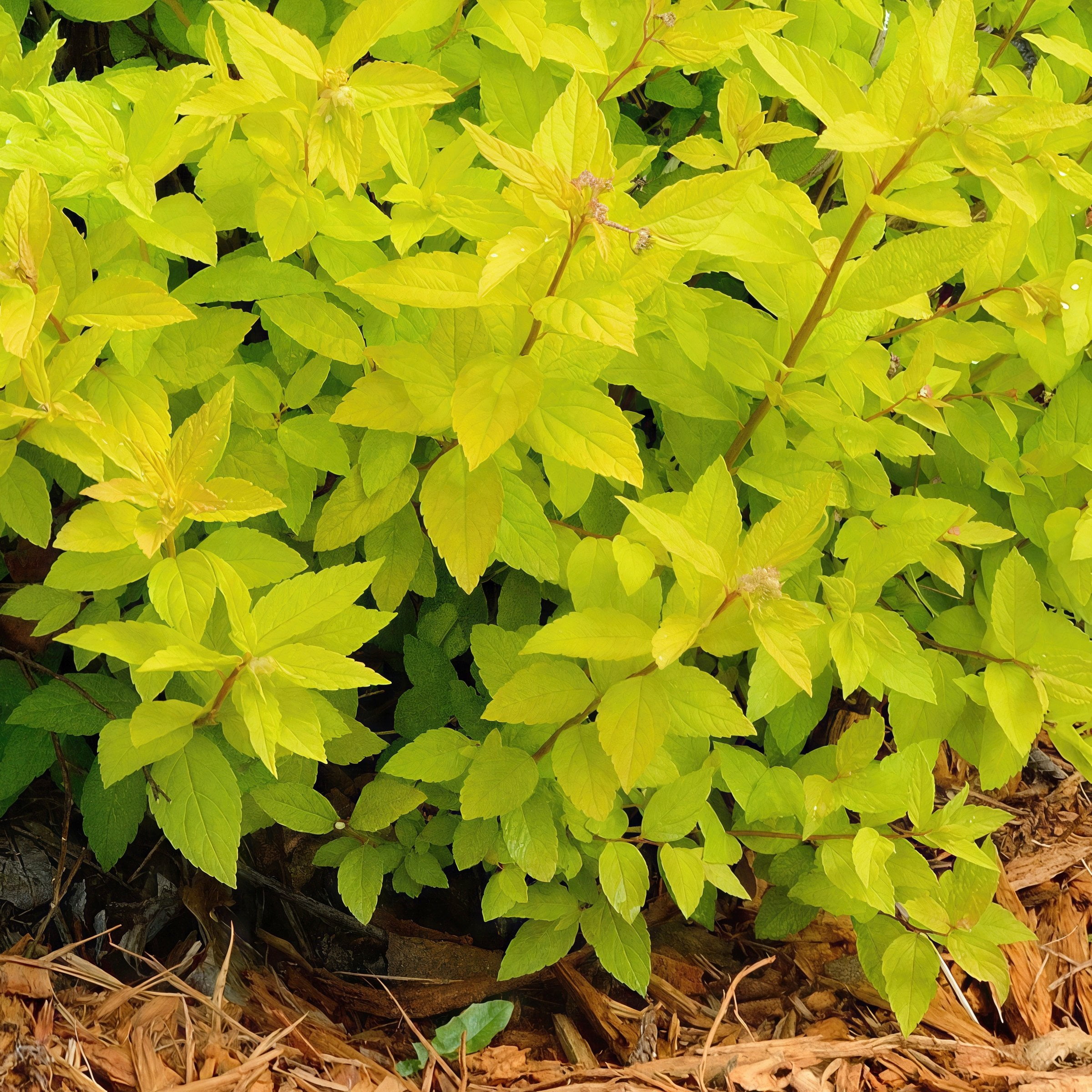 National Plant Network 3 gal. Spirea Goldmound Shrub