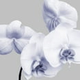 thumbnail image 2 of Poinski, Dianne 26x26 Black Ornate Wood Framed with Double Matting Museum Art Print Titled - Lilac Orchids 1, 2 of 4