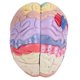thumbnail image 4 of Modelo de cerebro humano anatómico médico Spptty 1:2 corteza cerebral nervioso 4 piezas modelo de PVC, 4 of 6