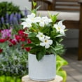 thumbnail image 4 of Island Blooms 1.5PT White Mandevilla Live Annual Plant Sun, 4 of 7