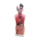 thumbnail image 2 of Modelo de Cuerpo Humano perfke Educativo con Base 67 cm, 2 of 9