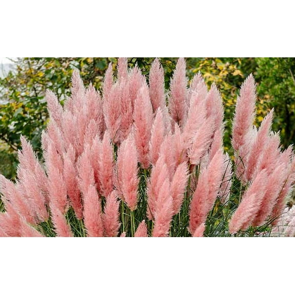 20 Seeds Pampas Grass - Pink  Seeds Ornamental Grass Easy to Grow