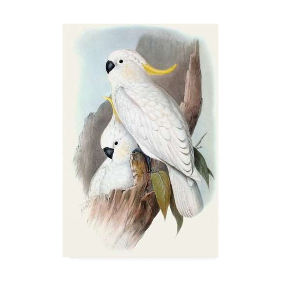 Trademark Fine Art 'Pastel Parrots V' Canvas Art by John Gould