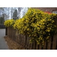 thumbnail image 4 of Carolina Jasmine  50 Live Plants  Gelsemium Sempervirens Jessamine  Fragrant Blooming Vine Foliage, 4 of 9