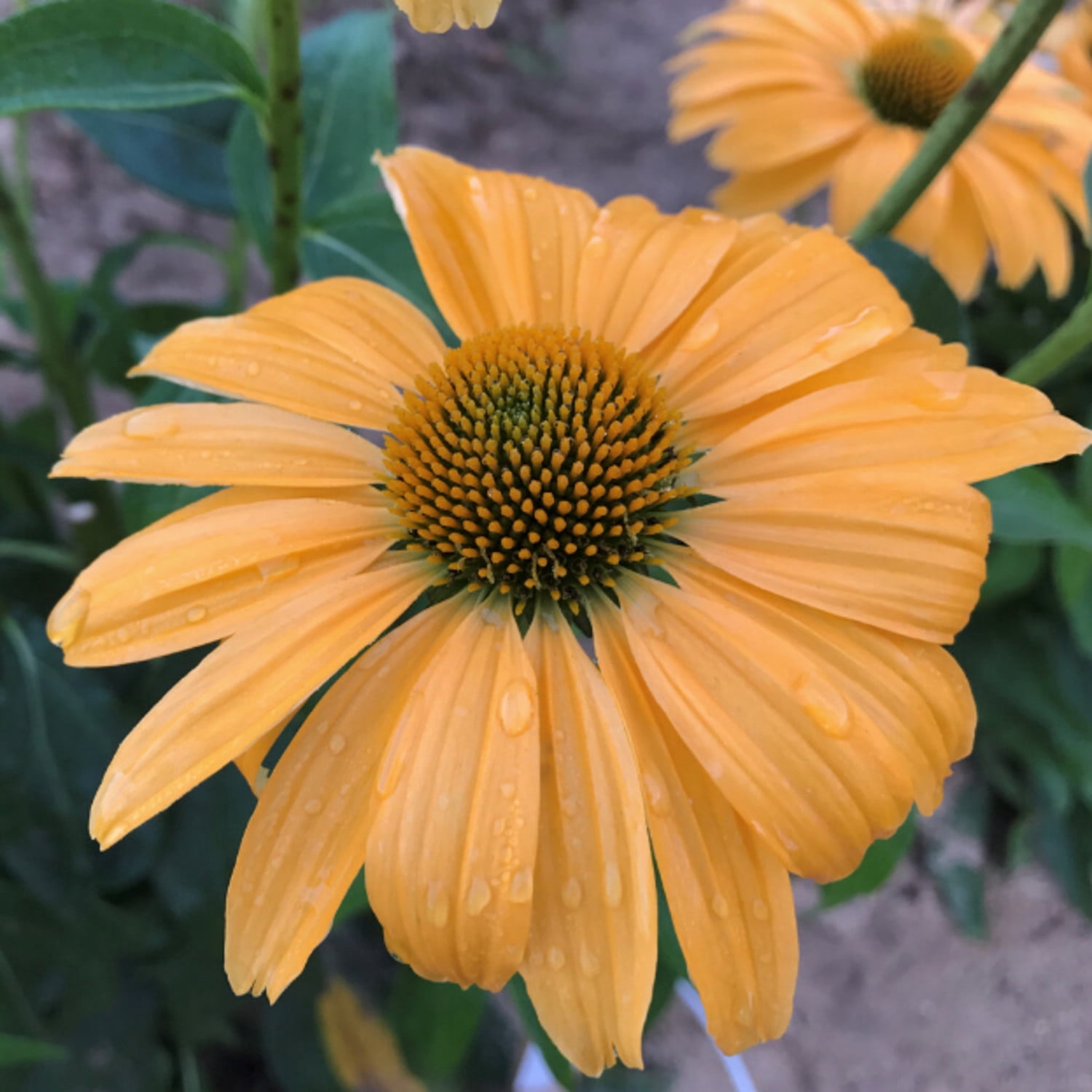 Proven Winners 6" Orange Color Coded 'One in a Melon' Coneflower Live Plant in 7.5" Pot