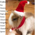 thumbnail image 2 of Gorro de Papá Noel con bufanda, disfraz de conejillo de indias de Navidad, sombrero de rata de Halloween, conjunto de ropa de conejo, traje de regalo de Navidad para hámster, chinchilla, hurón, lagar, 2 of 4