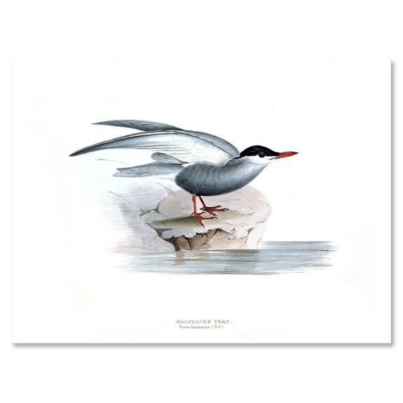 Designart ' Ancient Bird Of Europe I ' Traditional Canvas Wall Art Print